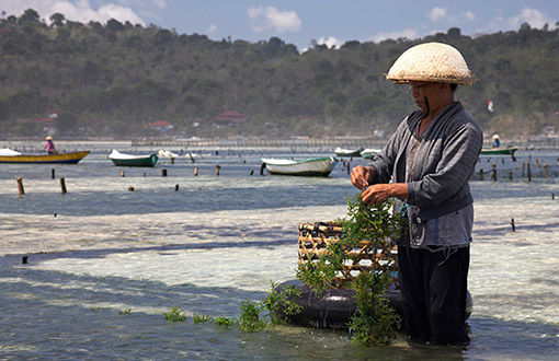 Aquaculture Farming