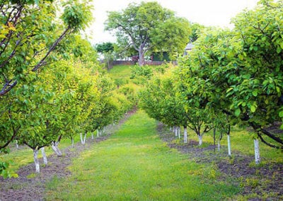 Irrigation System for Orchard
