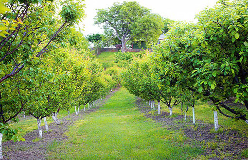 Irrigation System for Orchard